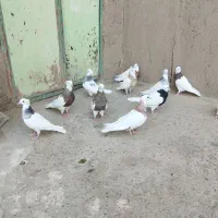 پرنده|پرنده|بیرجند, |دیوار