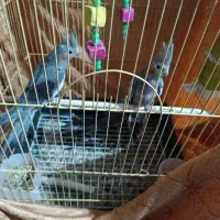 عروس هلندی رام خانگی