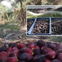 خرما مضافتی