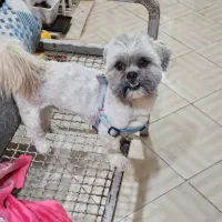 فروش سگ نر نژاد شیتزو|سگ|کرمان, |دیوار