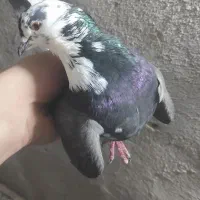 کفتر غریبگیر تیرماه