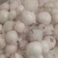 اجاره  زمین کشاورزی در رودبار