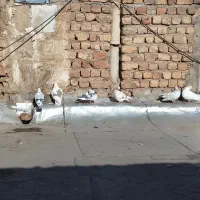 ۶عددکفترسالم|پرنده|قم, انسجام|دیوار