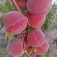 فروش-باغ-میوه-دو-هزار-متری-مارکده