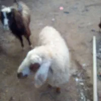 میش|حیوانات مزرعه|قهستان, |دیوار