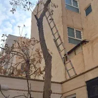 هرس درخت|خدمات باغبانی و درختکاری|تهران, پارک شهر|دیوار