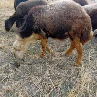 بره نرکبودافشاری