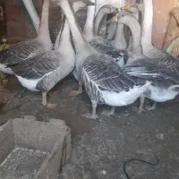 سلام فر ش ۱۵ عدد قوگاز اکرانی قیمت یک میلیو ن ۳۰۰