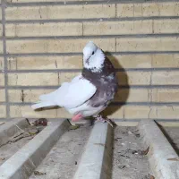 طوقی|لوازم جانبی حیوانات|شاهین‌شهر, شهرک گلدیس|دیوار