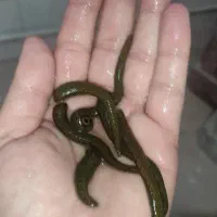 زالوی طبی استریل در تمام سایزها|آرایشی، بهداشتی، درمانی|اسکو, |دیوار