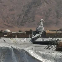 بوم کبوتر مفت مفت  دورگ