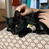 گربه ماده خوشگل اماده برای واگذاری