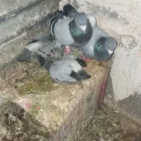 کفترجفتگاه و المانی|پرنده|مشهد, سرافرازان|دیوار