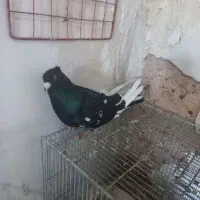 کله سیاه|حیوانات|مسجد سلیمان, |دیوار