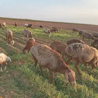 22راس میش جوان 6تازاییده بقیه اوسته جفت 60میلیون|حیوانات مزرعه|تربت جام, میان جام|دیوار