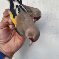 سهره تازه گیر|پرنده|بندر انزلی, بی بی حوریه|دیوار