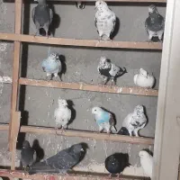 کبوتر پرش سنگین به شرط|پرنده|ماهدشت, |دیوار