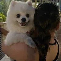 پامر عروسکی سفید نر یک ساله