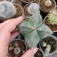 فروش کاکتوس|گل و گیاه طبیعی|الوند, |دیوار