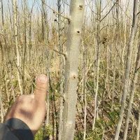 انواع درخت|گل و گیاه طبیعی|قلعه نو, |دیوار