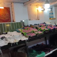 قفسه میوه فروشی