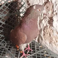 کبوتر پرشی|پرنده|نسیم‌شهر, |دیوار