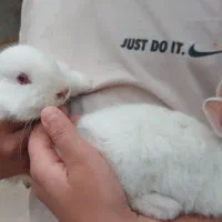 حیوان خانگی