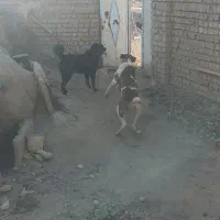 سگ گله و نگهبان