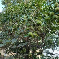 ویلا تریبلکس مبله ،،تهاتر با آپارتمان  تهران|فروش خانه و ویلا|رودبنه, |دیوار