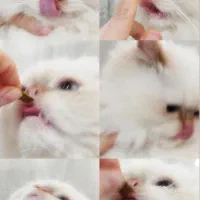 جفتگیری گربه هیمالین نر