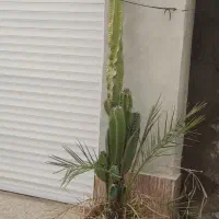 کاکتوس|گل و گیاه طبیعی|برازجان, |دیوار