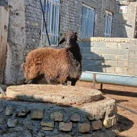 قوچ همو بره شیشک همو|حیوانات مزرعه|قوچان, |دیوار