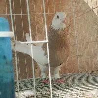 طوقی آجری یا کارتنی خفت ماده درشت