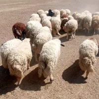 بره امسال سالم و درجه یک|حیوانات مزرعه|گوآور, |دیوار