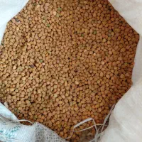 خرید کود|خدمات باغبانی و درختکاری|ماهنشان, |دیوار