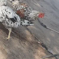 مرغ و خروس فروشی محلی|حیوانات مزرعه|کورین, |دیوار