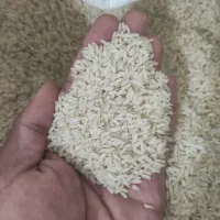 برنج عنبربو شیروان