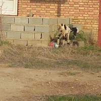 تعدادی بزغاله نر و ماده و ی بره نر|حیوانات مزرعه|گنبد کاووس, |دیوار