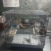 سهره سرسیاه دورگ