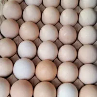 تخم مرغ بومی دوزرده