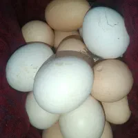 تخم مرغ محلی|خوردنی و آشامیدنی|ایرانشهر, |دیوار