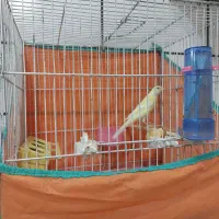 قناری ماده|پرنده|ساوه, |دیوار