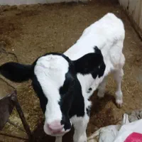 گوساله شیری ماده  هلشتاین اصل|حیوانات مزرعه|بروجرد, |دیوار