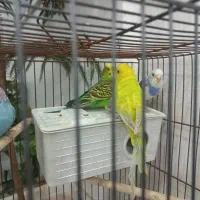 چهار جفت مرغ عشق