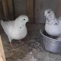 کبوتر پرشی آس|پرنده|محمدشهر, محمدشهر|دیوار