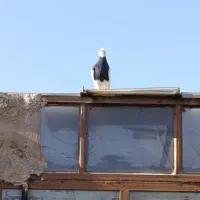 طوقی سیاه  و طوق سرخ باخت رفته