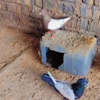 سینه سیاه سینه قهوه ای