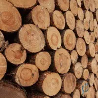 خرید انواع درخت و چوب در تمام استان به صورت نقدی|خدمات باغبانی و درختکاری|اردبیل, |دیوار