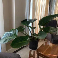 گل و گیاه|گل و گیاه طبیعی|شاهینشهر, مخابرات (شهید بهشتی)|دیوار