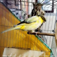 قناری گلاستر شلاقی بخون